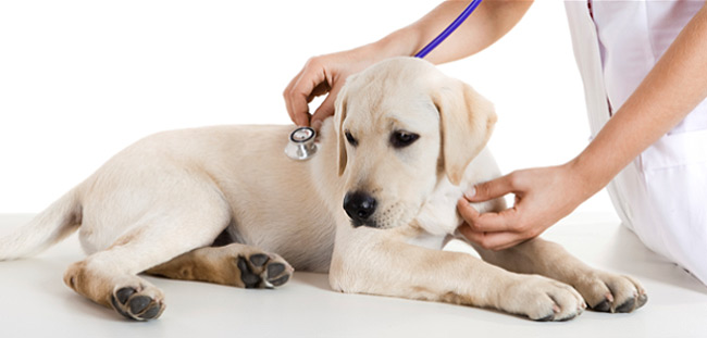 Medicina interna veterinaria